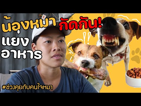 ช่วงคุยกับ Khon Jai Ma | ปัญหาน้องหมากัดกัน