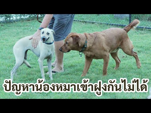 ช่วงคุยกับ Khon Jai Ma | ปัญหาน้องหมาเข้าฝูงกันไม่ได้