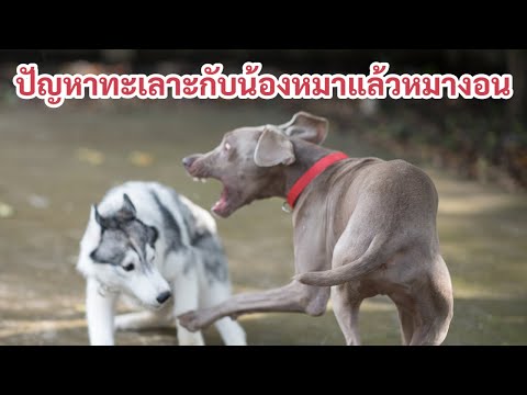 ช่วงคุยกับ Khon Jai Ma | ปัญหาทะเลาะกับน้องหมาแล้วหมางอน