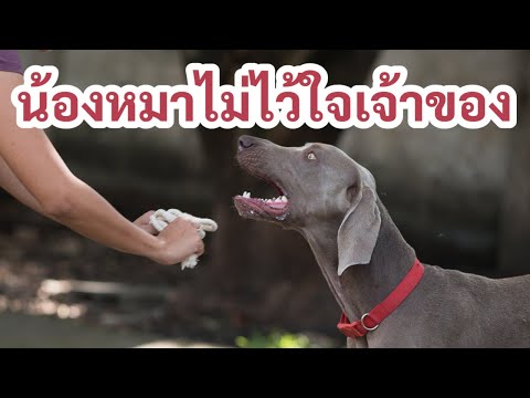 ช่วงคุยกับ Khon Jai Ma | ปัญหาน้องหมาไม่ไว้ใจเจ้าของ