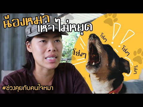 ช่วงคุยกับ Khon Jai Ma | ปัญหาเห่าพร่ำเพรือ แถมสู้เจ้าของอีก