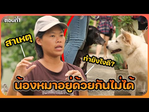 Khon Jai Ma | หมาอยู่ด้วยกันไม่ได้
