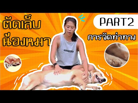 ตัดเล็บน้องหมา Part 2 - การจัดท่าทาง