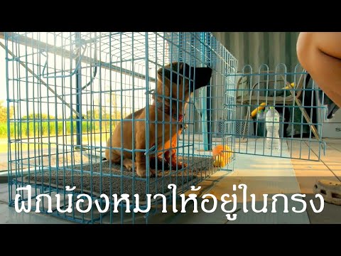 Khon Jai Ma | ฝึกน้องหมาให้อยู่หรือนอนในกรง
