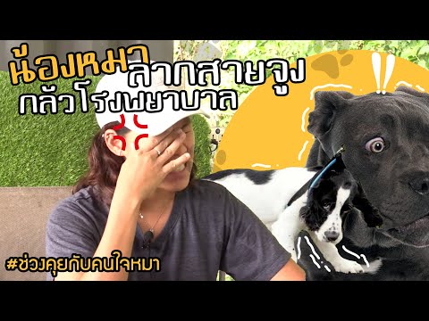 ช่วงคุยกับ Khon Jai Ma | ปัญหาหมาลากสายจูงและกลัวโรงพยาบาล