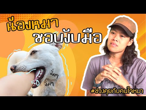 ช่วงคุยกับ Khon Jai Ma | ปัญหาหมาน้องหมาชอบงับมือ