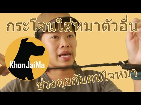 ช่วงคุยกับ Khon Jai Ma | ปัญหาชอบลากสายจูง/กระโจนใส่หมาตัวอื่น/เรียกไม่กลับ