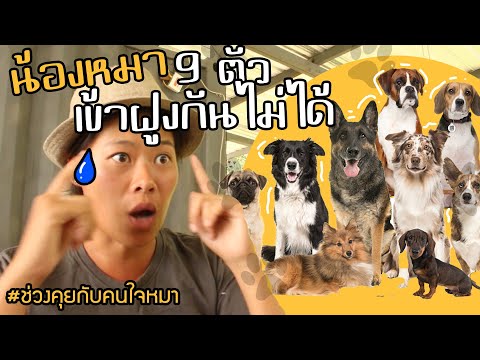 ช่วงคุยกับ Khon Jai Ma | ปัญหาน้องหมากัดกัน