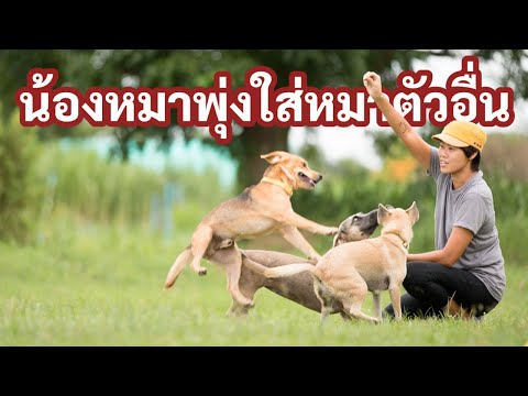 ช่วงคุยกับ Khon Jai Ma | ปัญหาหมาน้องหมาพุ่งใส่หมาตัวอื่น