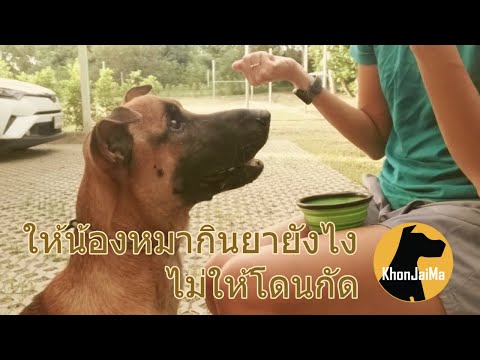 Khon Jai Ma | ให้น้องหมากินยายังไง ไม่ให้โดนกัด หมากินยา ป้อนยาหมา วิธีป้อนยาสุนัข