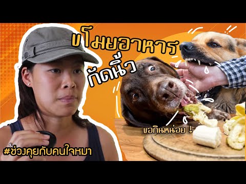 ช่วงคุยกับ Khon Jai Ma | ปัญหาลูกสุนัขเล่นแรงชอบงับมือ, สุนัขขโมยอาหารบนโต๊ะ