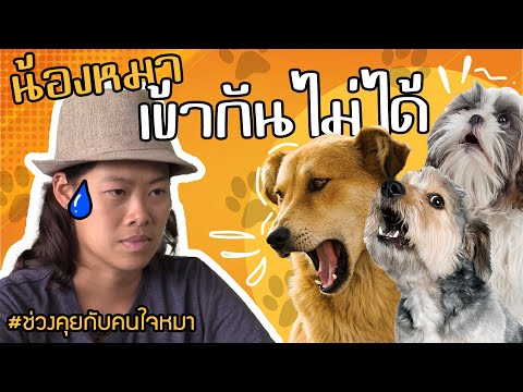ช่วงคุยกับ Khon Jai Ma | ปัญหาน้องหมาเข้ากันไม่ได้