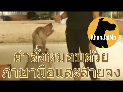 Khon Jai Ma | คำสั่งหมอบด้วยภาษามือและสายจูง