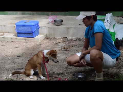 Khon Jai Ma | Dog Training with Natt at Rescue Paws