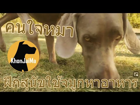 หมาล่า Weimaraner - ฝึกสุนัขใช้จมูกหาอาหาร