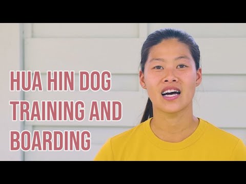 Hua Hin Dog Training and Boarding