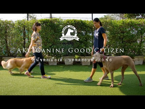 Khon Jai Ma | AKC สุนัขพลเมืองดี - บททดสอบทั้ง 10 ข้อ