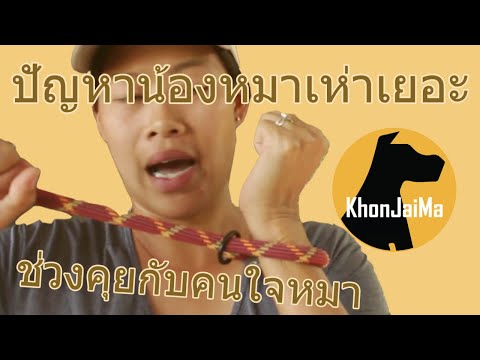 ช่วงคุยกับ Khon Jai Ma | ปัญหาน้องหมาเห่าเยอะ