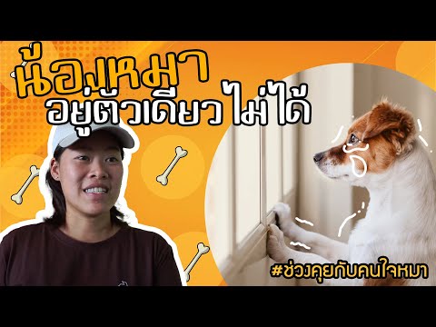 ช่วงคุยกับ Khon Jai Ma | ปัญหา​น้องหมาอยู่ตัวเดียวไม่ไดด​