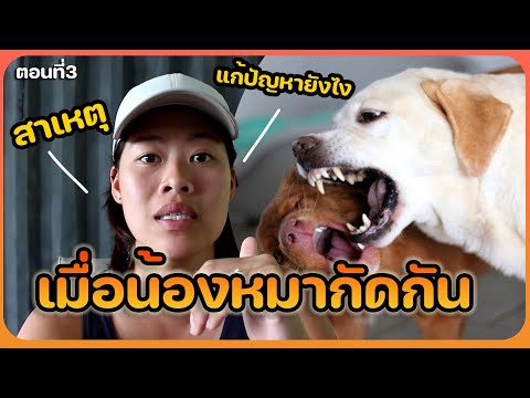 Khon Jai Ma | เมื่อหมากัดกัน vol#3
