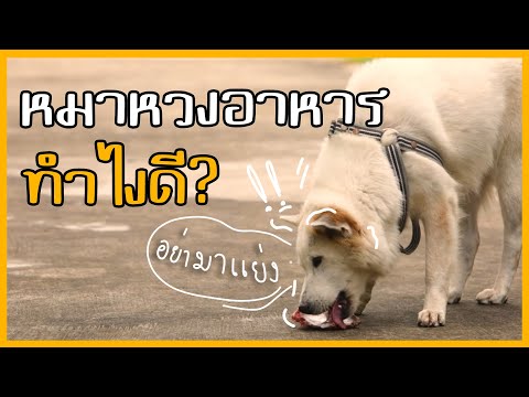 Khon Jai Ma | หมาหวงอาหาร