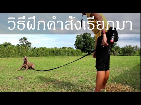 Khon Jai Ma | วิธีฝึกคำสั่งเรียกมา และการใช้นกหวีด