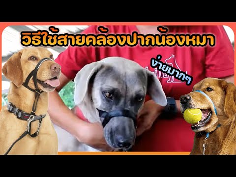 Khon Jai Ma | วิธีใช้สายคล้องปากสุนัข