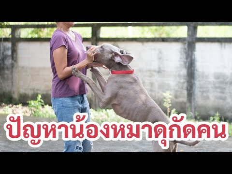 ช่วงคุยกับ Khon Jai Ma | ปัญหาน้องหมาดุกัดคน​ กัดแม้แจ่เจ้านายตัวเอง