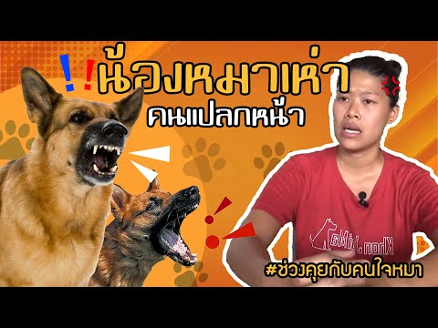 ช่วงคุยกับ Khon Jai Ma | ปัญหาน้องหมาเห่าคนแปลกหน้า