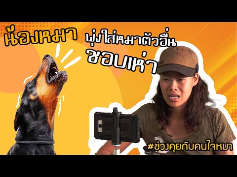 ช่วงคุยกับ Khon Jai Ma | ปัญหาหมาเห่า และพุ่งใส่หมาตัวอื่น