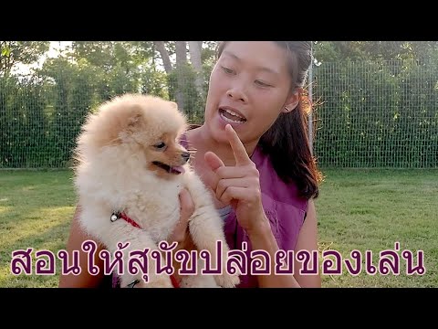 Khon Jai Ma | สอนให้สุนัขปล่อยของเล่น