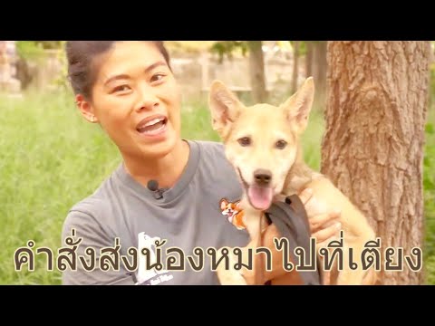 Khon Jai Ma | คำสั่งส่งน้องหมาไปที่เตียง หรือ Place Command