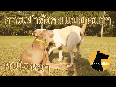 Khon Jai Ma | การเข้าสังคมแบบหมาๆ
