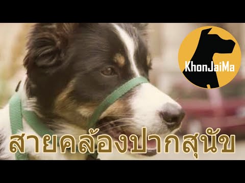 Khon Jai Ma | สายคล้องปากสุนัขคืออะไร