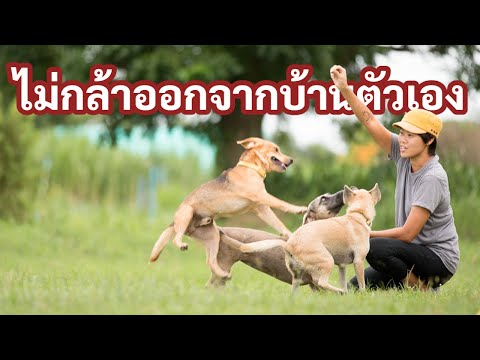 ช่วงคุยกับ Khon Jai Ma | ปัญหาน้องหมาไม่กล้าออกจากบ้านตัวเอง