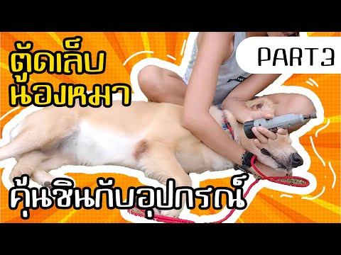 ตัดเล็บน้องหมา Part 3 - สอนให้สุนัขคุ้นชินกับอุปกรณ์ตัดเล็บ