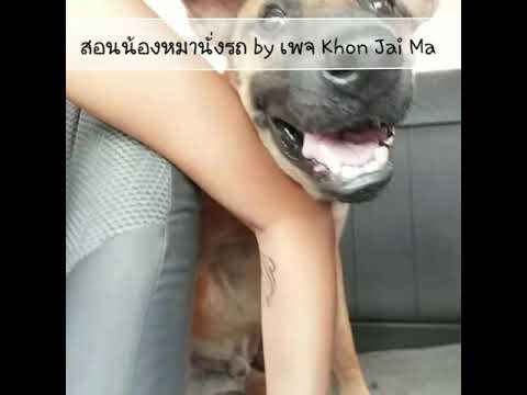 Khon Jai Ma | สอนน้องหมานั่งรถ