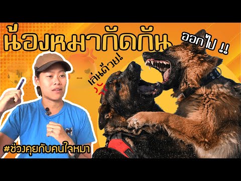 ช่วงคุยกับ Khon Jai Ma | ปัญหาหมาน้องกัดกันเอง