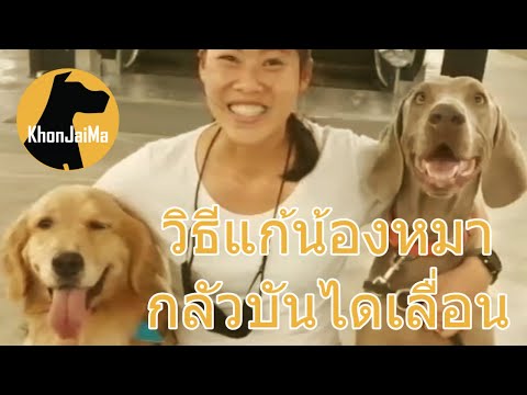 Khon Jai Ma | วิธีแก้น้องหมากลัวบันไดเลื่อน