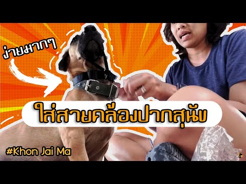 Khon Jai Ma | วิธีใส่สายคล้องปากสุนัข เวอร์ชั่นมากับสายจูง