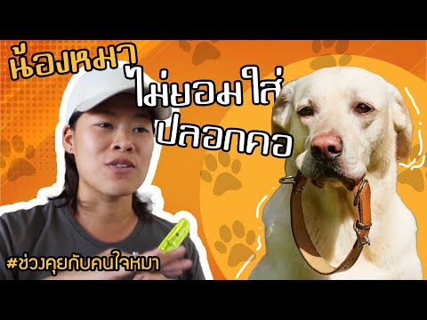 ช่วงคุยกับ Khon Jai Ma | ปัญหา​น้องหมาไม่ยอมใสเสื้อ ใส่ปลอกคอ